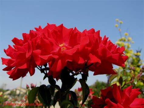 Plantfiles Pictures Shrub Rose Groundcover Rose Red Ribbons Rosa