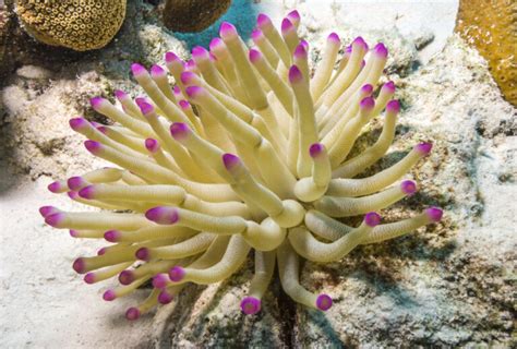 Whats The Difference Between Sea Anemone And Coral American Oceans