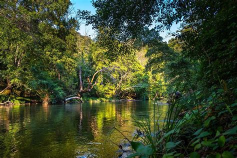 Rainforest River Water Nature Flow Jungle Landscape Environment