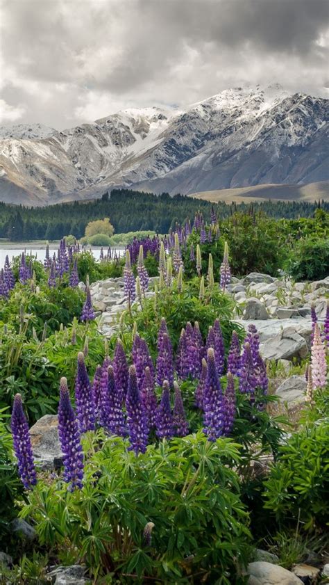 Purple Flowers In The Foreground With Snow Capped Mountains In The Backgrounnd