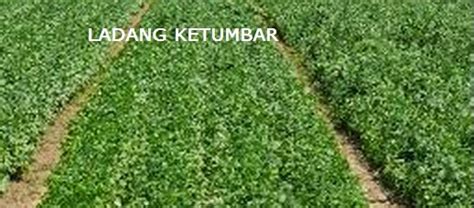 Cara memakai eyeshadow yang benar. Anim Agro Technology: Ketumbar