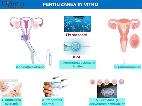 Clinica De Fertilitate Gynera Din 2007 Lider în Fertilizarea In Vitro