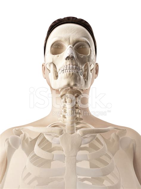 3d video tutorials and interactive modules on the anatomy of the back including anatomy of the musculature, vertebral column, joints and ligaments. Female Skeleton Neck stock photos - FreeImages.com
