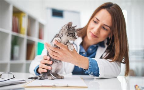 The certified pet services is one of the fastest growing company in india dealing with service of dog, cat, bird, fish and rabbit services providing at your door we have professional pet trainer who can provide you the fastest and reliable pet training services at your home. Veterinarians Want Permission to Research Cannabis for ...
