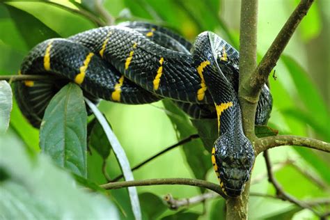 Ular ini merupakan ular kedua terbisa di dunia.namun hanya terdapat di benua australia,serta sedikit di papua new guine dan indonesia. Kenali Jenis Ular Berbisa Di Malaysia Serta Tips ...