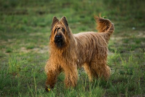 5 more really good foods for large breed puppies. Briard | Bil-Jac