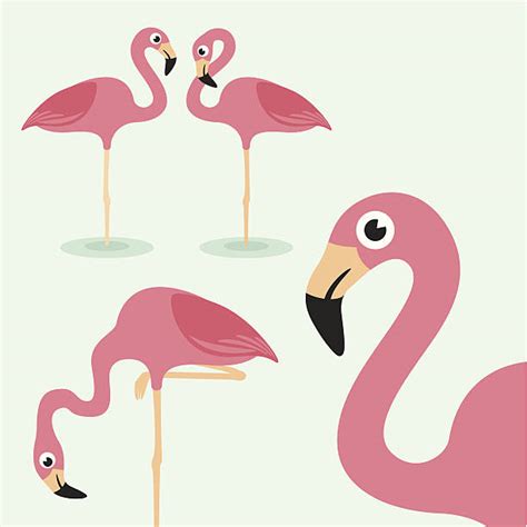 Royalty Free Flamingo Clip Art Vector Images And Illustrations Istock
