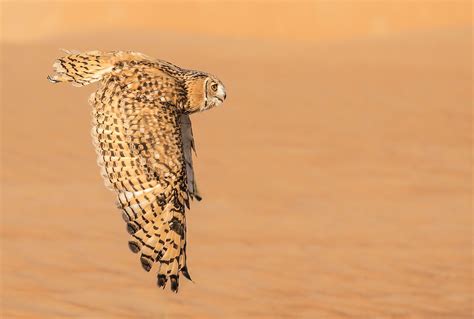 What Animals Live In The Arabian Desert Worldatlas