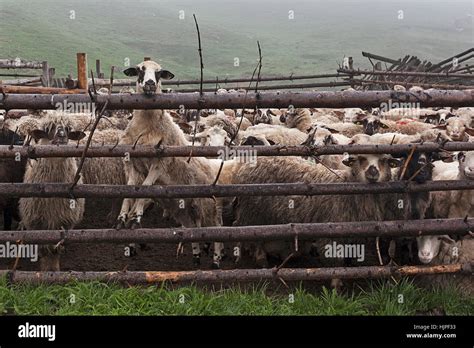 Covered Landscape And Sheep On The Field Behind Fence Hi Res Stock