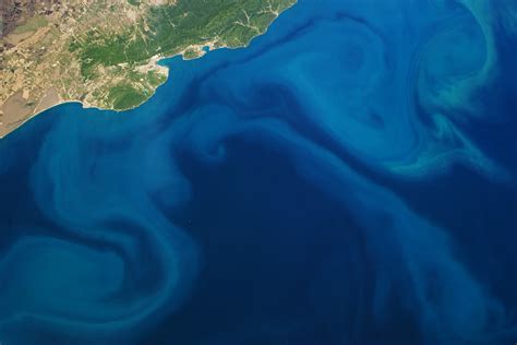 Plankton Bloom Black Sea Image Of The Day