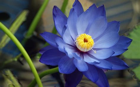 Egyptian Blue Lotus Flower Meaning Best Flower Site