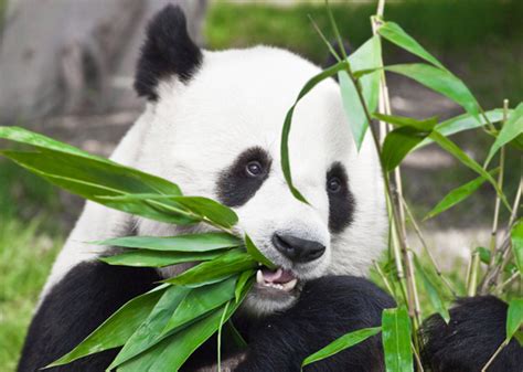Top 111 Plant Eating Animals Examples