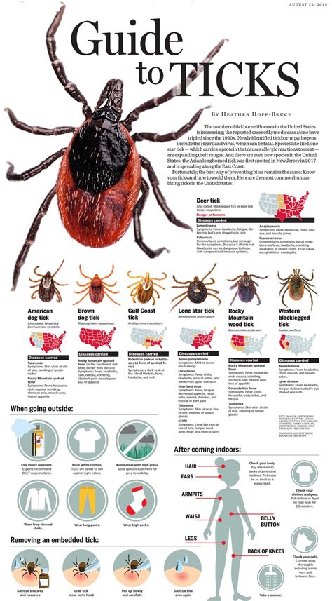 Know Your Ticks And How To Avoid Them The Boston Globe Ticks On