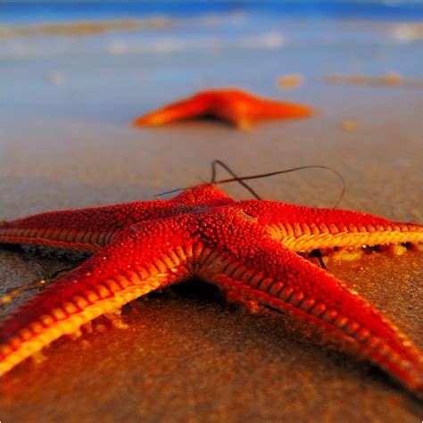 17 Best Images About Starfish On Pinterest British