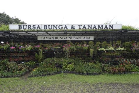 Hanya di jasa & lowongan kerja. Bursa Bunga & Tanaman | Taman Bunga Nusantara
