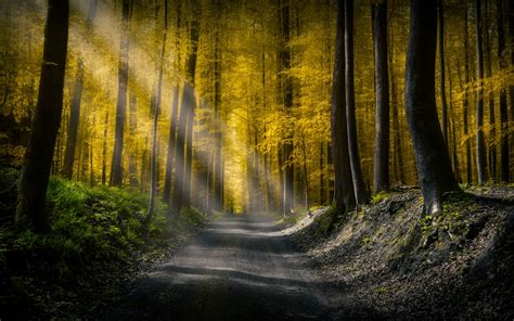 1280x800 Forests Roads Rays Of Light 1280x800 Resolution Wallpaper Hd