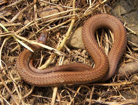 Terms in this set (13) northern brown snake (storeria dekayi) northern water snake (nerodia sipedon) Northern Redbelly Snake | Project Noah