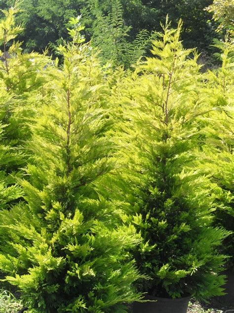 I have 10 leyland cypress trees we planted for a client 2 years ago. Gold Rider Leyland Cypress (Cupressocyparis leylandii ...