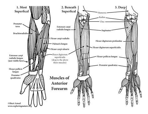 2, ulna, 3, biceps muscle; Muscles of the Arm and Forearm (Anterior) (Advanced)