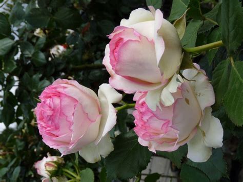Three Pink And White Roses Blooming On A Tree