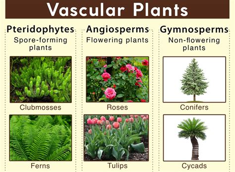Vascular And Non Vascular Plants Agriculture Wale