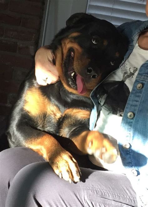 Everyone Knows That Rottweilers Are Scary With Images Funny Animal