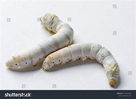 Silkworm Bombyx Mori Larva Caterpillar Isolated Stock Photo Edit Now