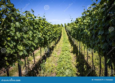 Grapevine Rows At A Vineyard Estate On A Sunny Day Stock Image Image