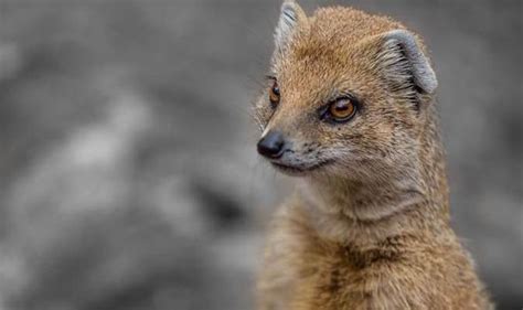 Meerkats Attack Their Daughters And Kill Baby Grandchildren So Alpha