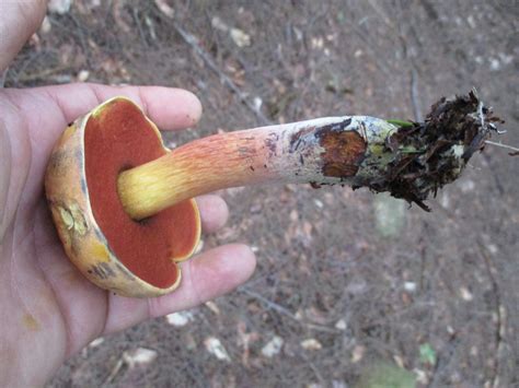 Boletus Subvelutipes Red Mouth Bolete The Bolete Filter