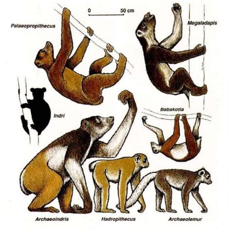 Hadropithecus Dinopedia Fandom