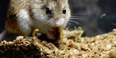 26 Facts About The Grasshopper Mouse 2024