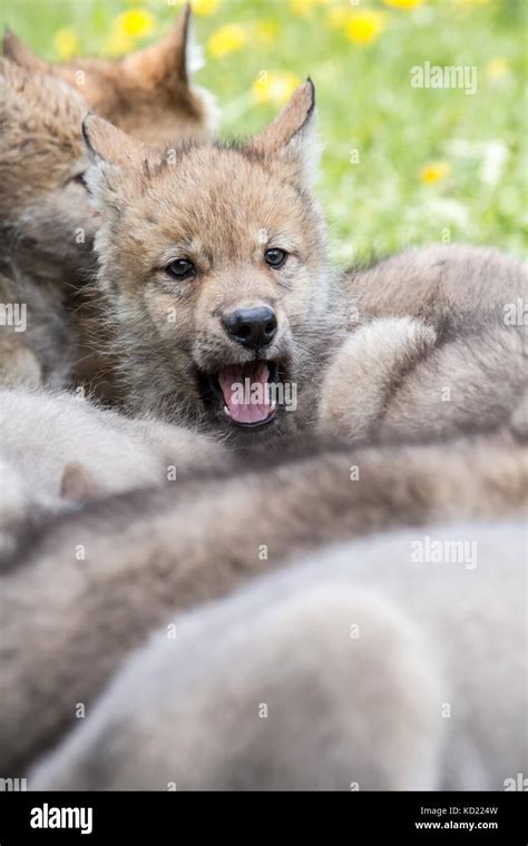 One Alert Gray Wolf Pup Nestled Among His Sleeping Litter Mates Near