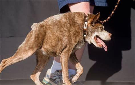 Meet The Past Winners Of The Worlds Ugliest Dog Contest