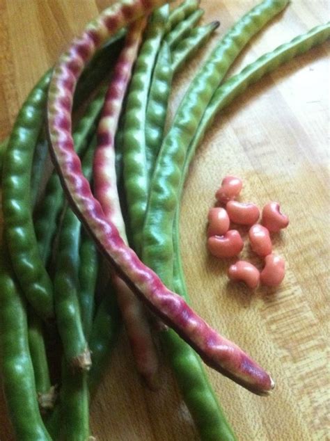 Ship From Us Seeds Red Ripper Cowpeas Diy Healthy Vegetable Am