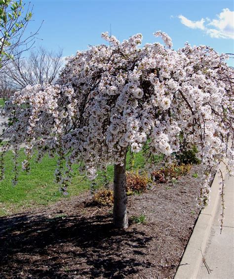 Picture Of Dwarf Weeping Cherry Tree Lulu And Georgia Blog