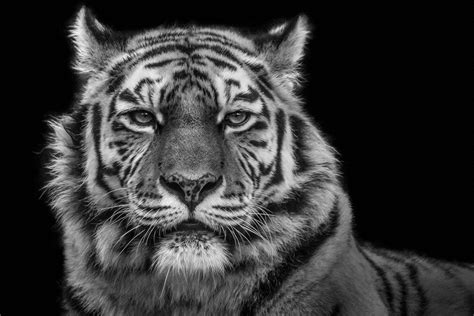 Tiger Fine Art Wildlife Photography With Wolf Ademeit