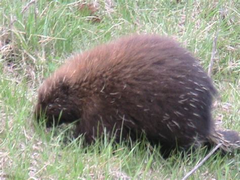 Hewan ini ditemukan di asia, afrika, maupun amerika, dan cenderung menyebar di kawasan tropika. File:Porcupine ME.jpg - Wikimedia Commons