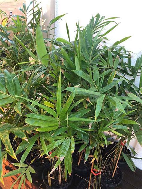 In zones 8b and above, they are the fastest growing and most attractive option for an evergreen privacy screen, windbreak, or noise/dust barrier. Bambusa guangxiensis - Chinese Dwarf - Bamboo Plus