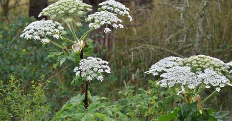 The Giant Hogweed