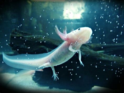 They are adorable because they appear as if they're always smiling! Baby Cute Beautiful Axolotl - cuteanimals