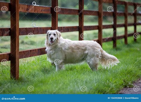 A Purebred White Golden Retriever Dog Standing On Grass Near A Wooden
