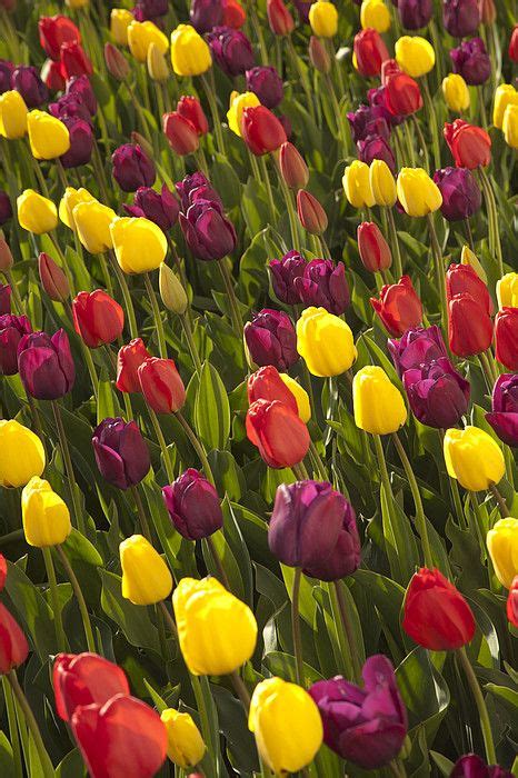 Colorful Tulips In Bloom At Annual Skagit Valley Tulip Festival Mount