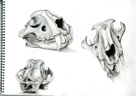 Artstation Tiger Skull Studies