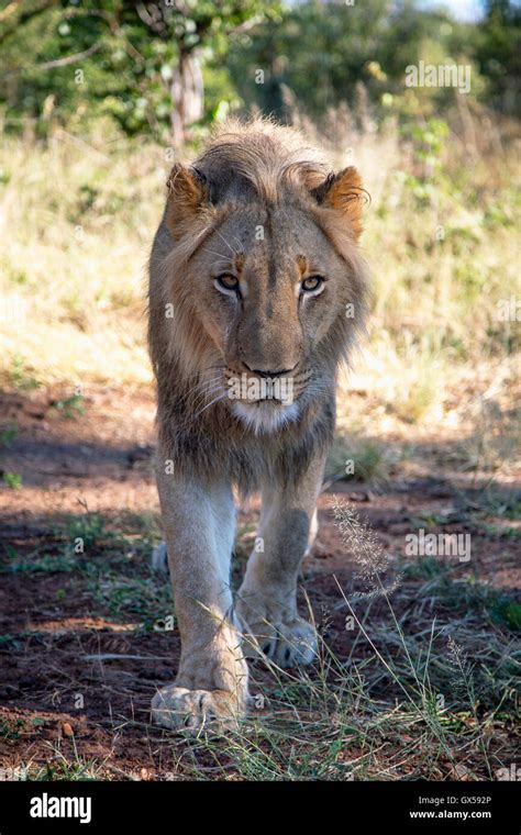 Adolescent Male Lion Walking Down A Path In Victoria Falls Zimbabwe