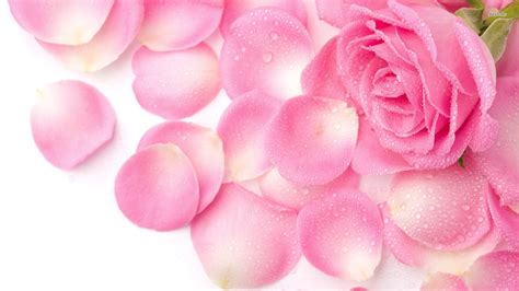 Pink Rose Petals Wallpaper 1920x1080 31389