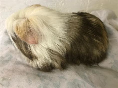 Handsome Male Guinea Pig For Sale In Benfleet Essex Gumtree