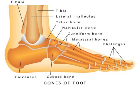 License image the bones of the leg are the femur, tibia, fibula and patella. Top 5 Broken Foot Symptoms