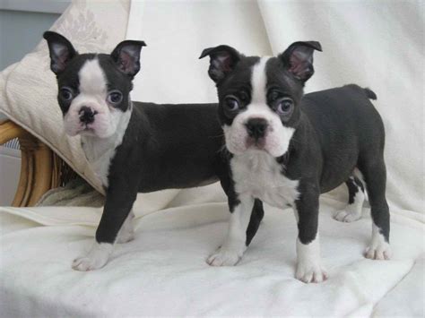 Tony is a 10 month old, 17 lbs boston terrier mix with attitude. Adopt Boston Terrier Puppies | PETSIDI