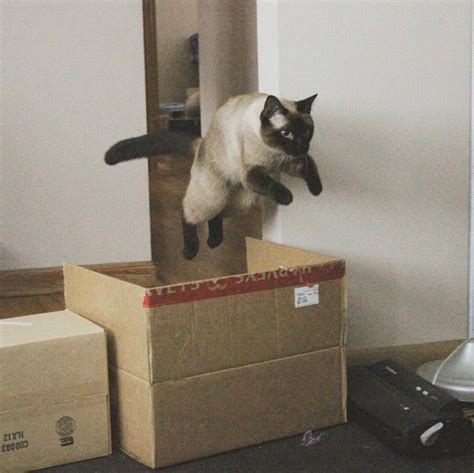 Psbattle Cat Jumping Over A Box Photoshopbattles